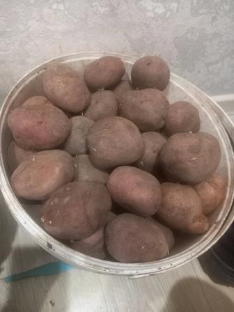 Продам картофель дачный