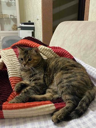 Кошка в добрые руки