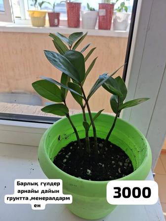 Комнатные цветы