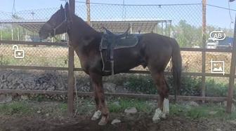 5 жасар айғыр , жылқы , лошадь , жеребец