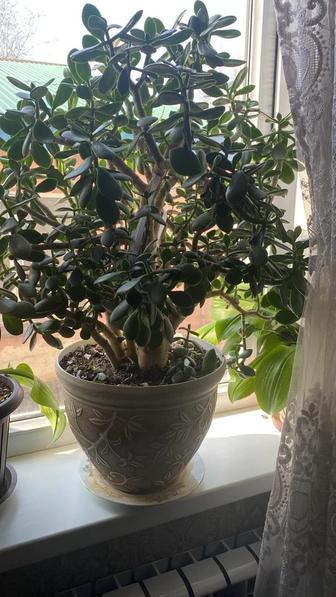 Домашние цветы