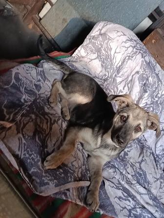 Щеночек ищет дом!