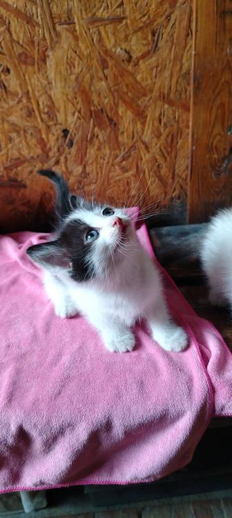 Котенок (Мальчик)