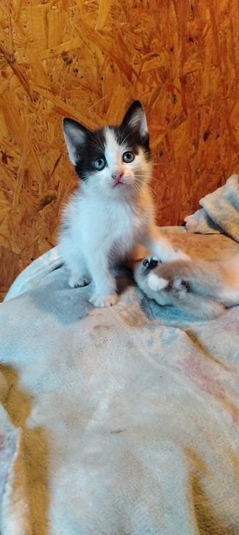 Котенок (Мальчик)