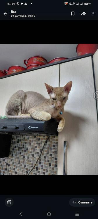 Отдам кота в хорошие руки