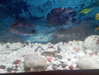 Аквариум 10 л с рыбками и оборудованием