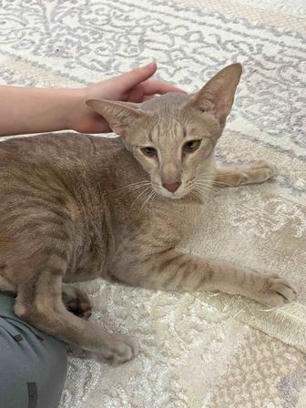 Ориентальный кот отдам