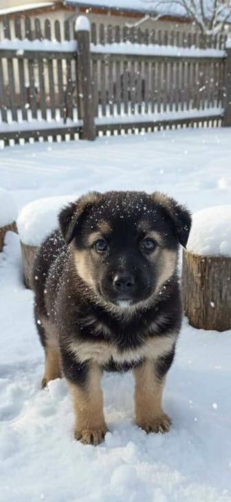 Щенок мальчик