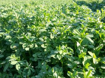 Продаю Семена Люцерны (Меркенский район)