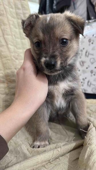 Щенок ищет дом