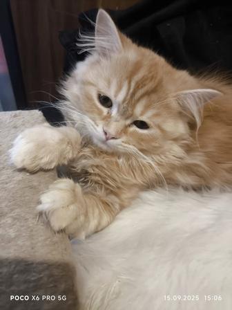 Шотландские котята чистокровные возраст 3 месяца