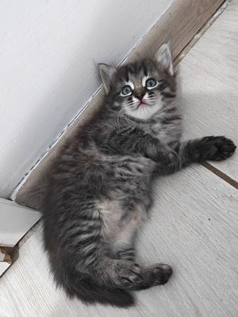 Отдам котенка мальчика в хорошие руки!