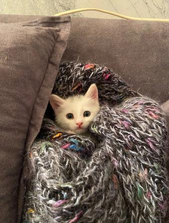 Отдам котенка в хорошие руки!