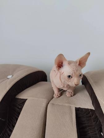 Продаются котята Канадского сфинкса