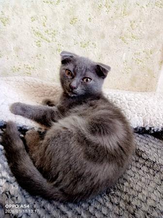 Шотландский вислоухий