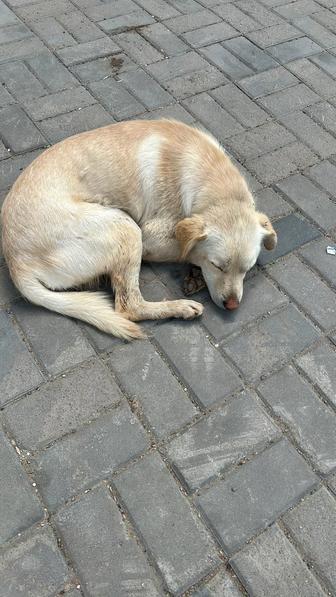 Пристраивается в добрые руки