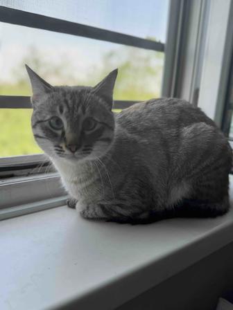 Одам хороший руки кота бесплатно