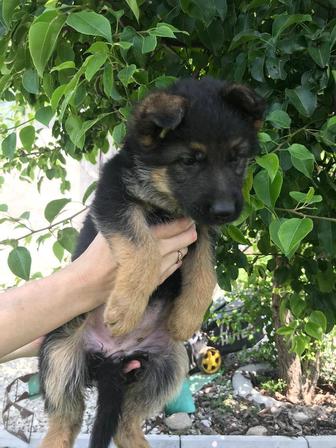 Продам щенков немецкой овчарки