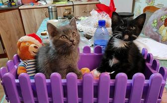 Котята в добрые руки