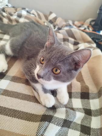 Ласковые котята ищут свой дом!