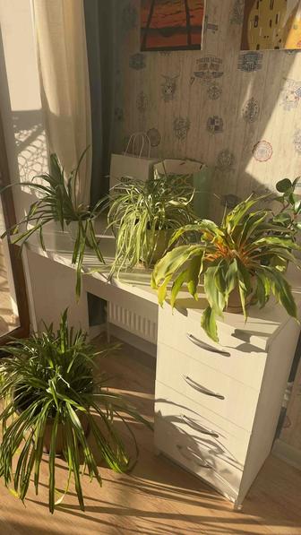 Комнатные цветы