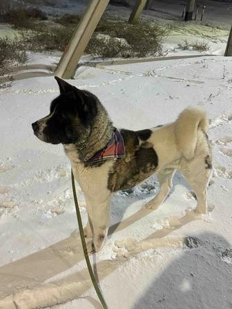 Американский Акита