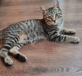 Отдам в добрые руки котенка