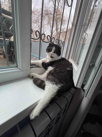 Котик в добрые руки !