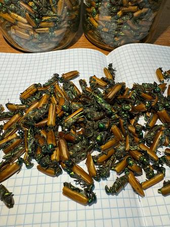 Алтын коныз майский жук золотой жук коныз простатит