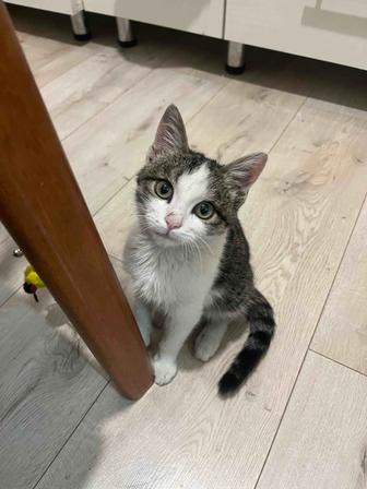 Отдам котенка в хорошие руки