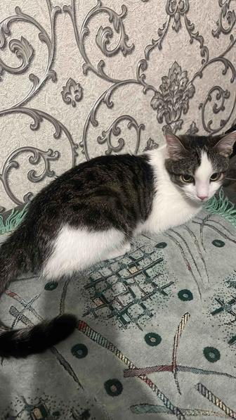 Отдам котенка в хорошие руки