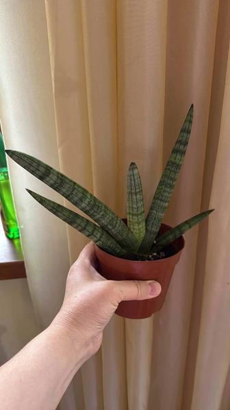 Сансивиера