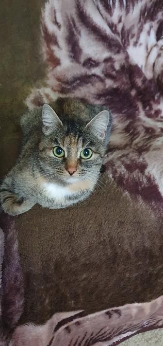 Отдам кошечку