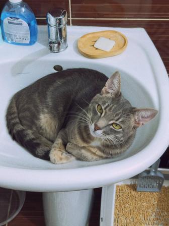 Отдам кота в хорошие руки