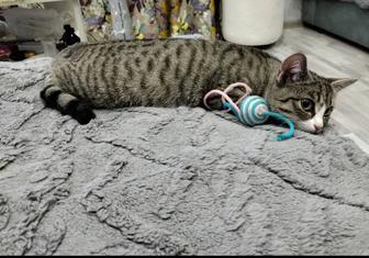 Котенка срочно,отдадим в добрые руки!