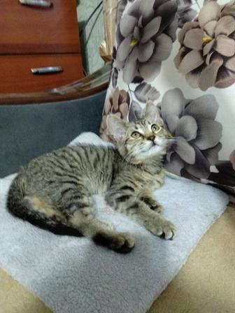 Котенок ищет любящую семью