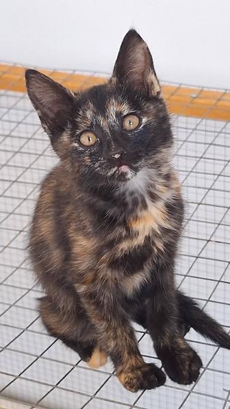 Кошка