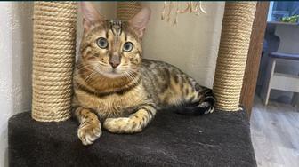Отдам кота Бенгальской породы