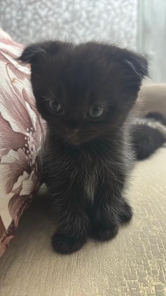 Продам котенка