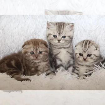 Шотландские скоттиш фолд