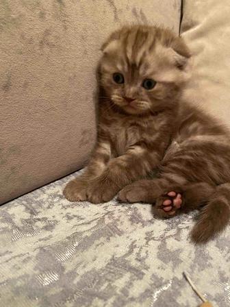 Шотландские скоттиш фолд