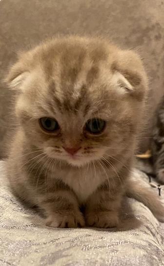 Шотландские скоттиш фолд