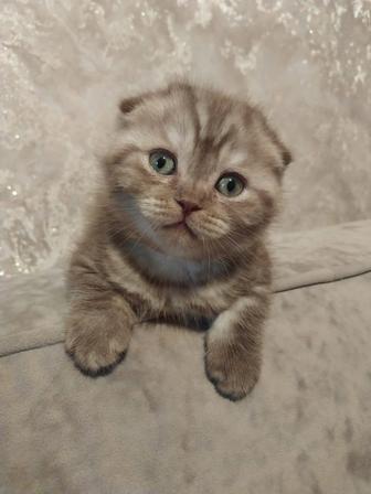 Шотландские скоттиш фолд