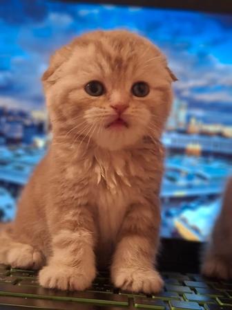 Шотландские скоттиш фолд