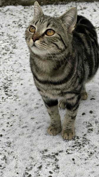 Кошечка подросток в добрые руки