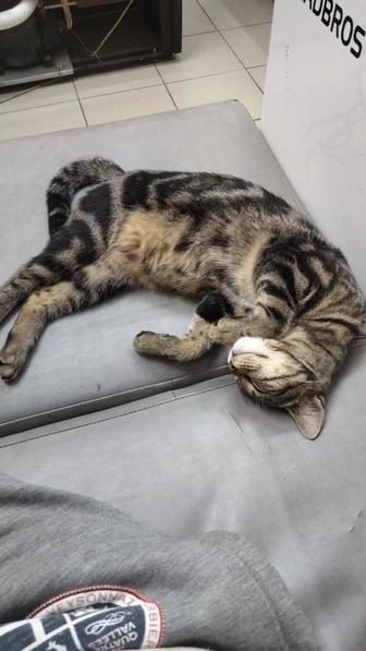 Кошечка подросток в добрые руки