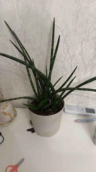 Домашние цветы