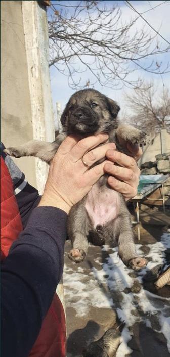 Щенята в добрые руки!