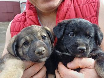 Щенята в добрые руки!