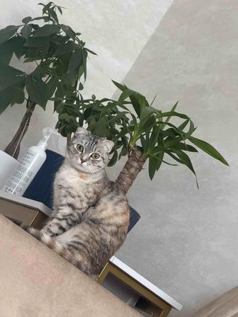 Отдам кошку в добрые руки